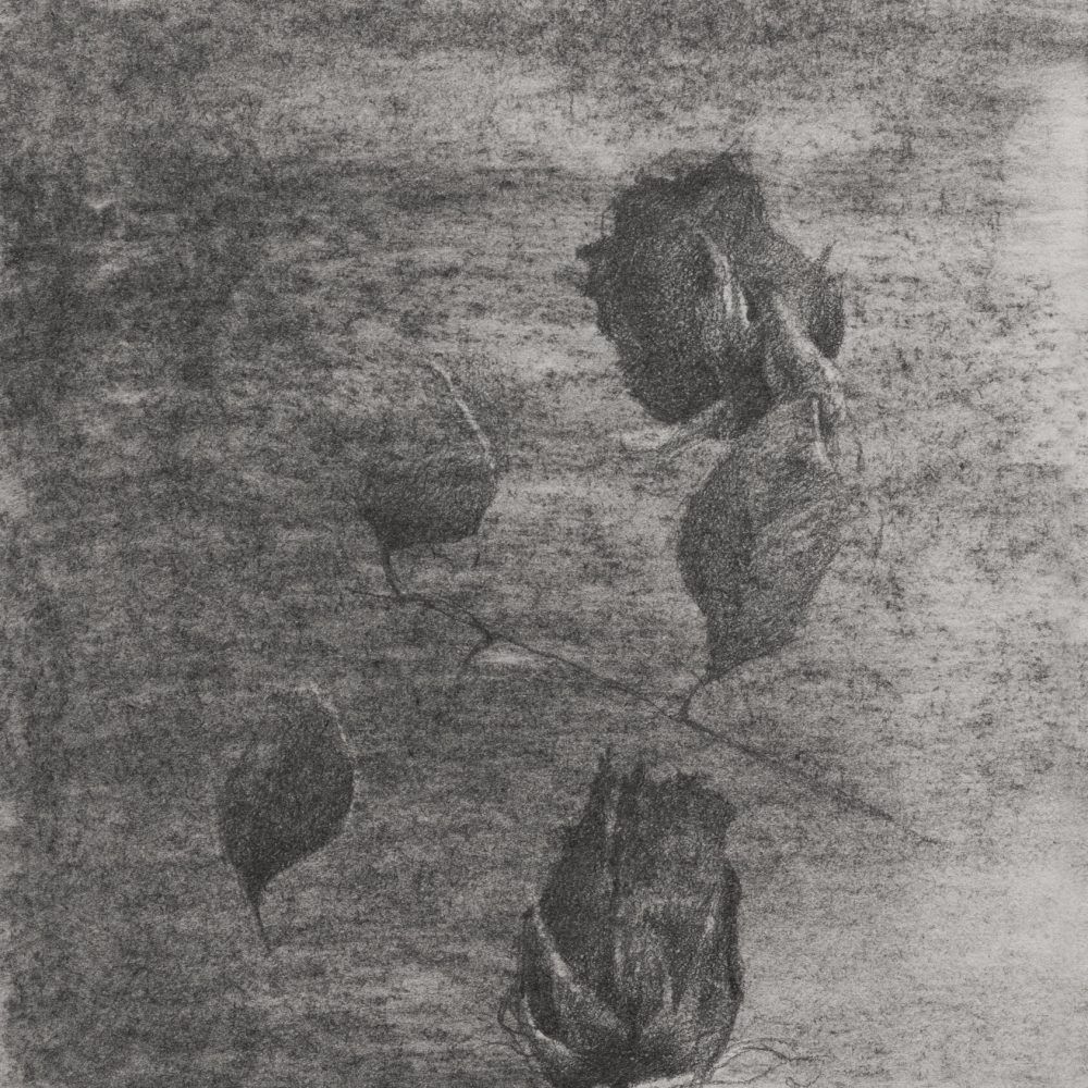 Rosas 326. Ni un día sin dibujar