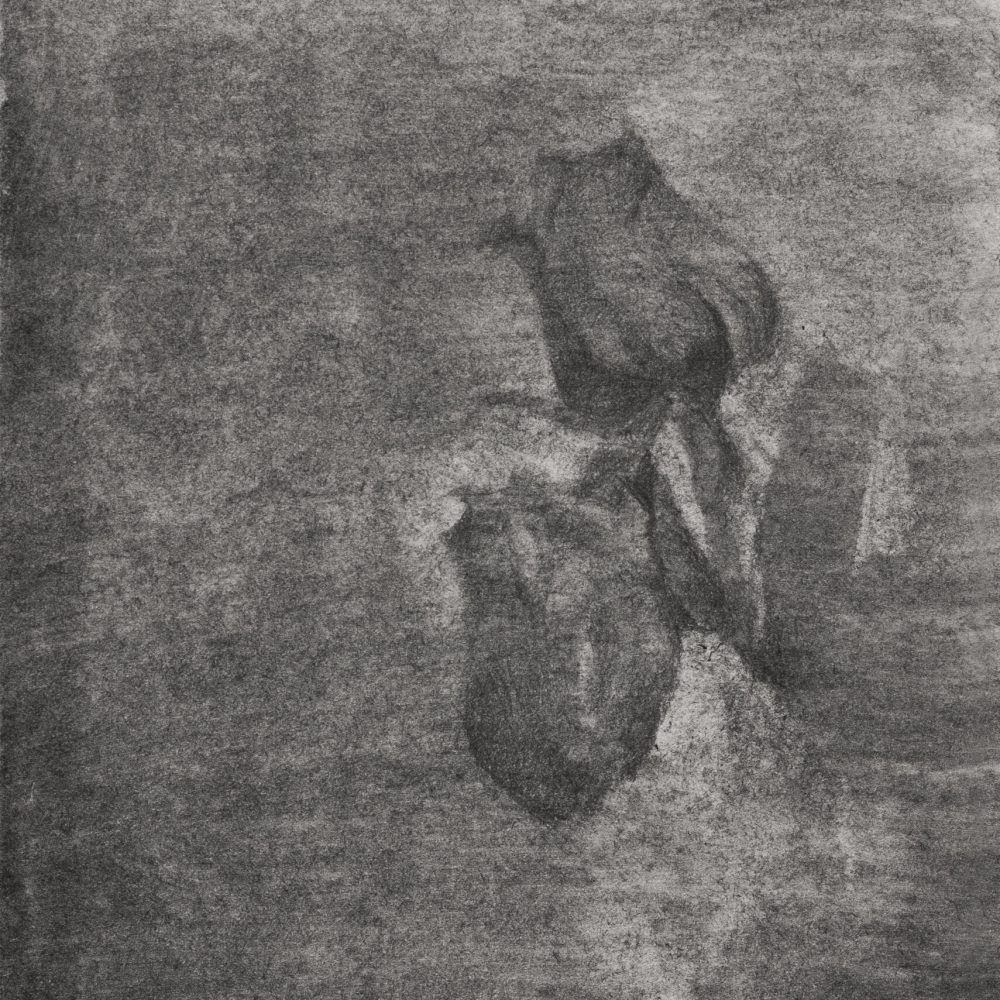 Rosas 324. Ni un día sin dibujar