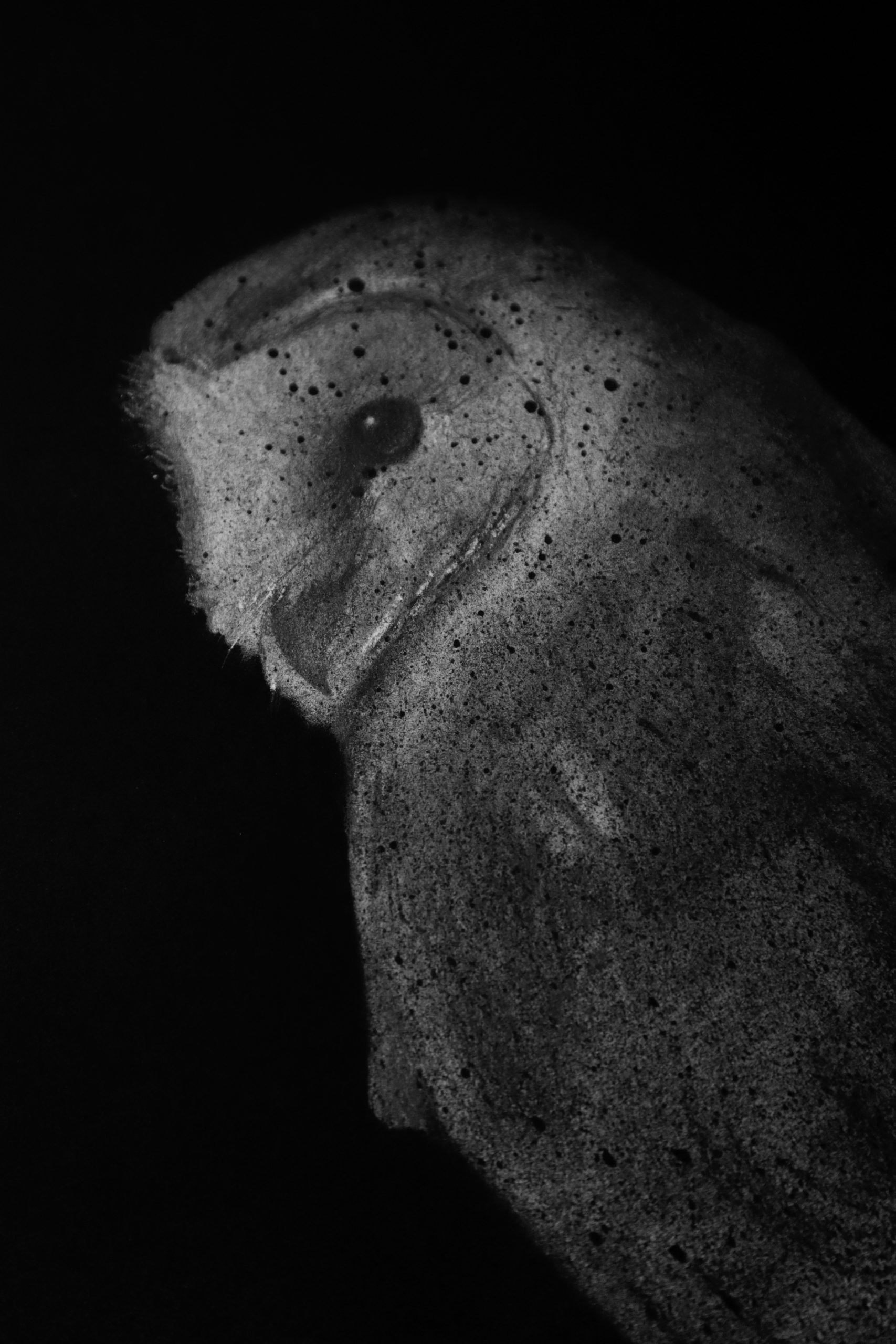 El silencio de las alas. Ni un día sin dibujar - Imagen 3